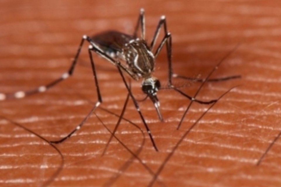 Casos de dengue avançam 339% no Brasil