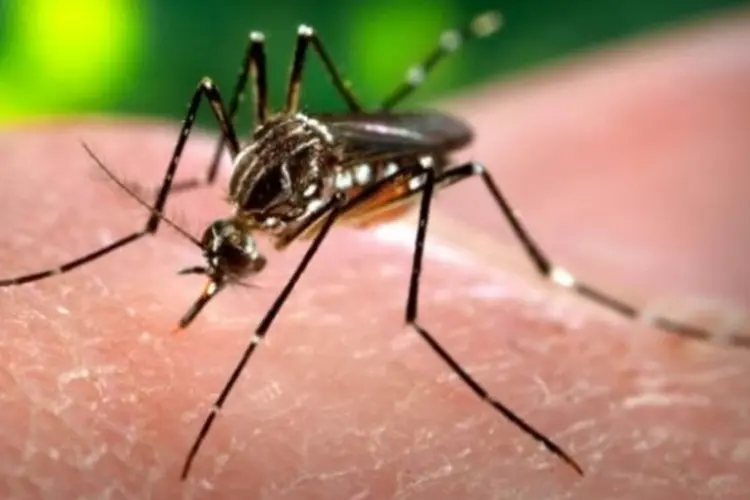 Aedes Aegipty. transmissor da dengue e zika (Reprodução/Reprodução)