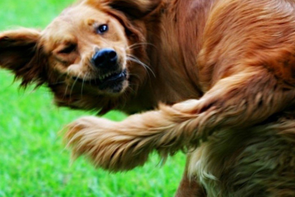 Veterinários estão proibidos de cortar caudas de animais