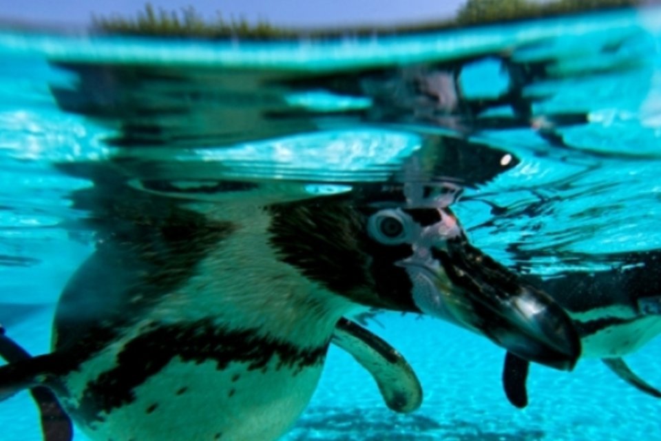 Pinguins tomam antidepressivos no Reino Unido