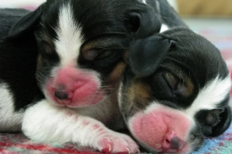Animais Testes (Getty Images/Getty Images)