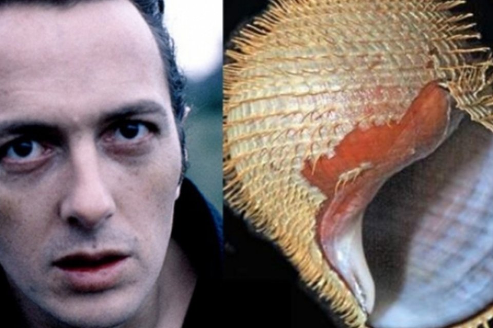 Nova espécie de caracol é batizada em homenagem a líder do The Clash