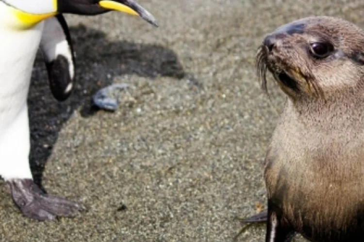 Focas pinguins (Reprodução)