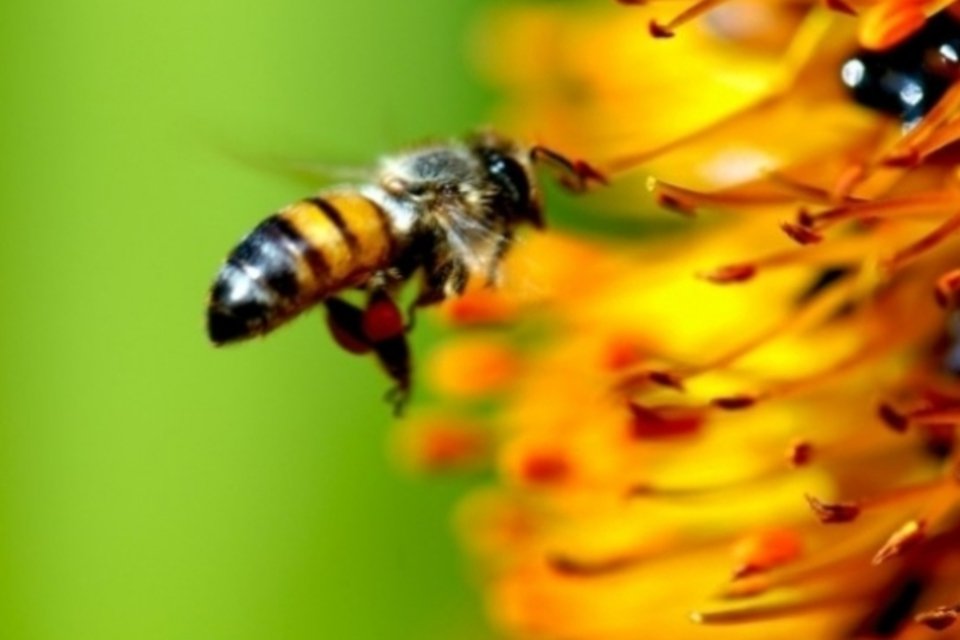 Viena se transforma em refúgio para sobrevivência de abelhas