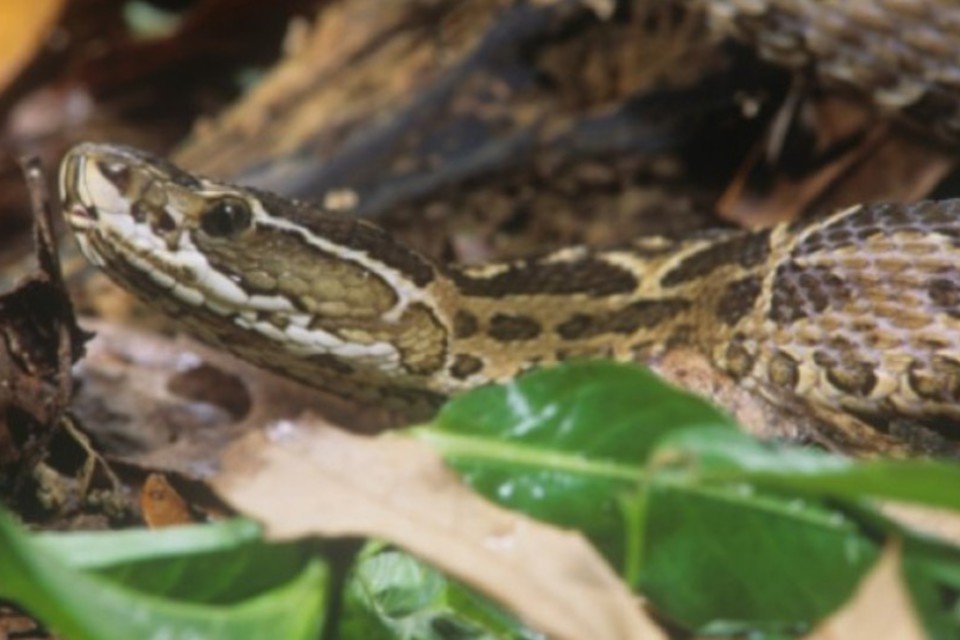 Veneno de serpente tem proteínas com potencial farmacológico