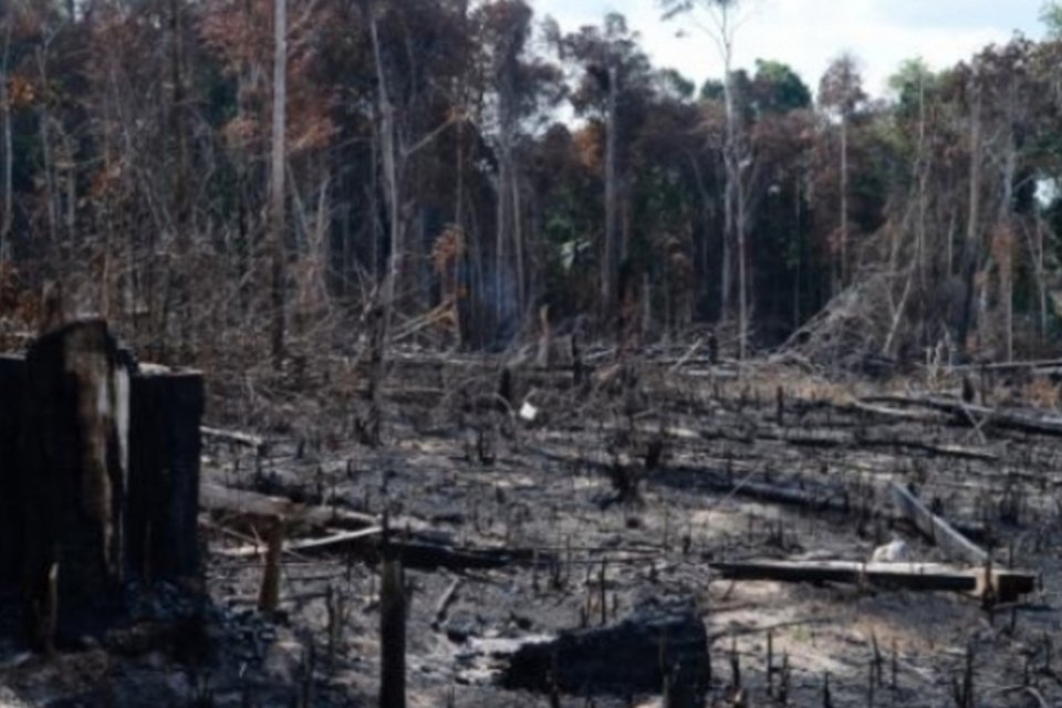 Alertas de desmatamento na Amazônia Legal caem 20%