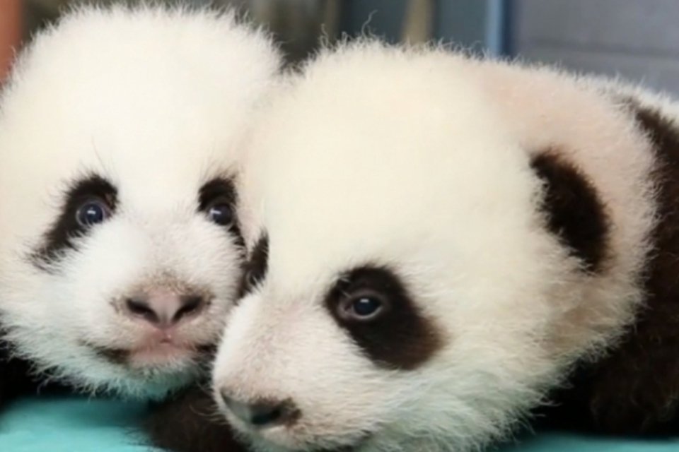 Veja os 100 primeiros dias de dois pandas gigantes