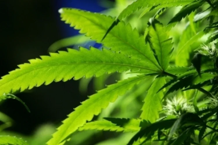 Maconha: capitalização da Canopy levantou US$ 1 bilhão no ano passado (Getty Images)
