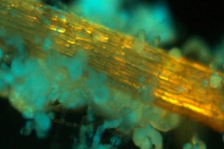 celulose (Divulgação/PNAS)