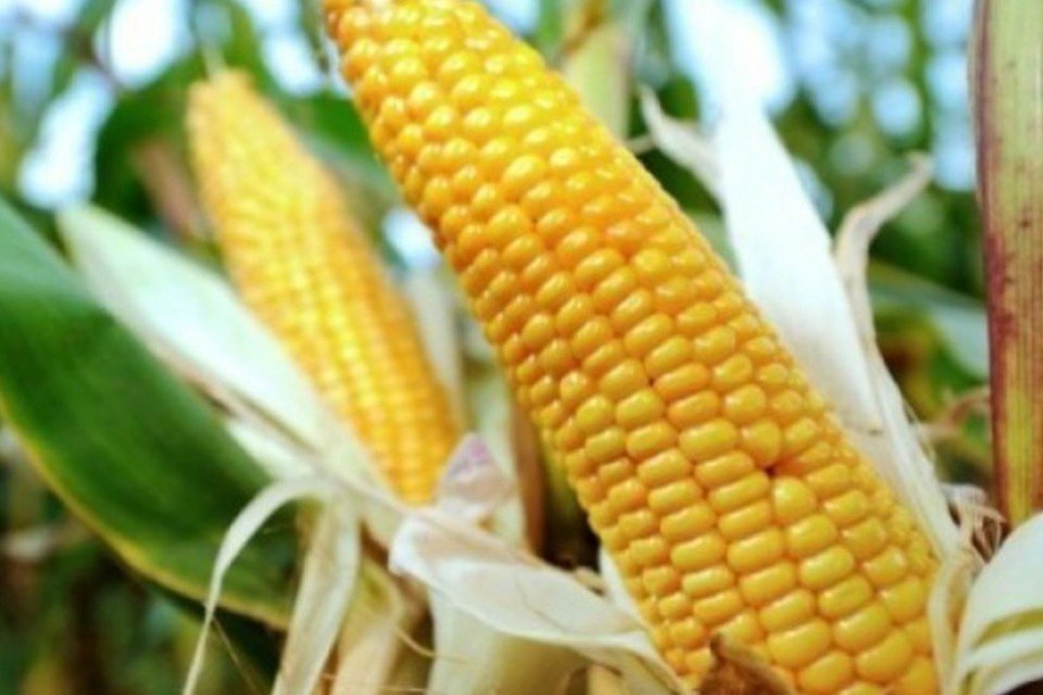 Monsanto retira pedidos de licenças de transgênicos na UE