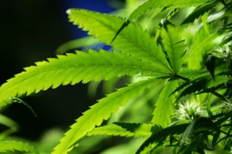 cannabis (Getty Images)