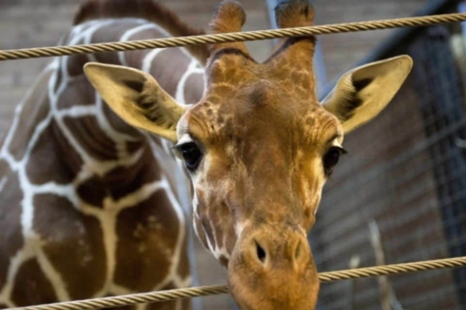 Após Marius, outra girafa é ameaçada de sacrifício na Dinamarca