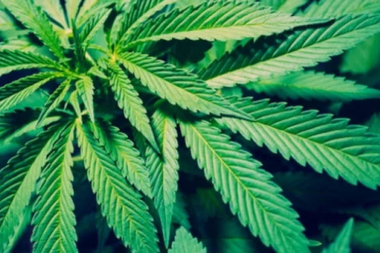 maconha (Getty Images)