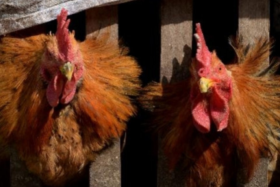 China tem primeira morte pela gripe aviária H5N6