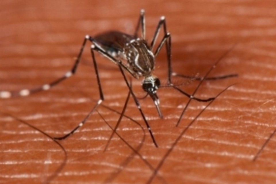 Vacina experimental contra dengue tem eficácia de 56%