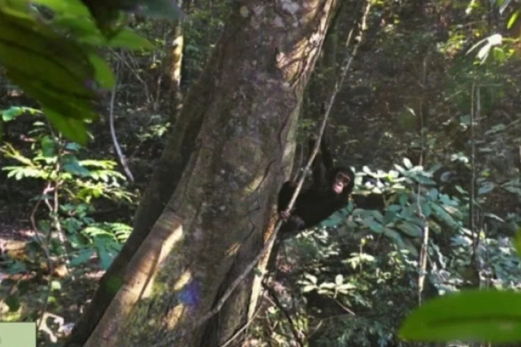 chimps (Reprodução)