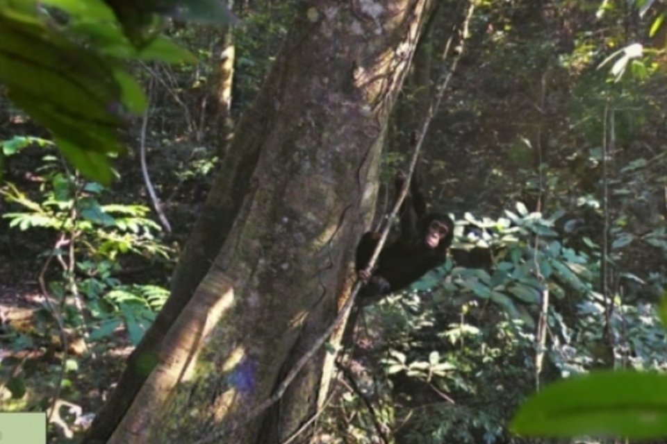 Street View estreia passeio por reserva natural de chimpanzés