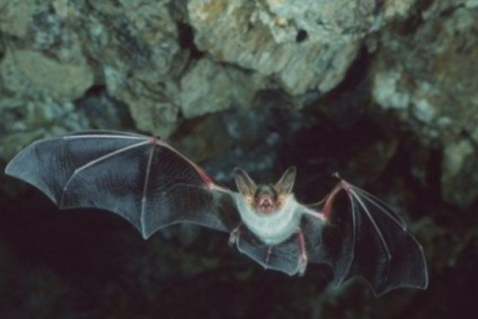 Estudo revela segredo de longevidade dos morcegos