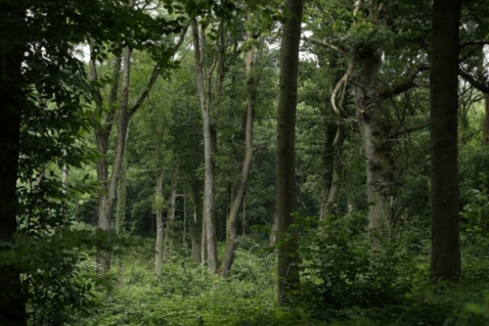 Vegetação na Europa absorve mais CO2 do que era esperado inicialmente