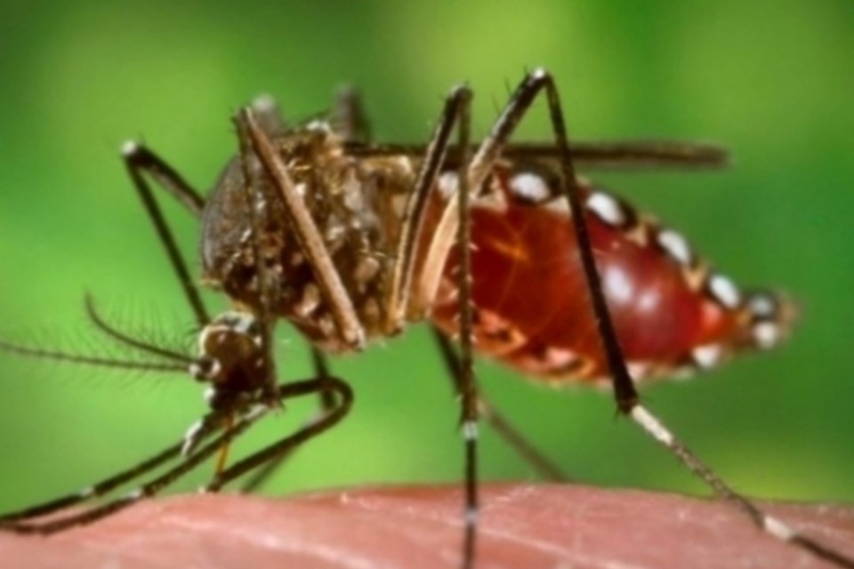 Fungo argentino pode ajudar a conter dengue e chikungunya