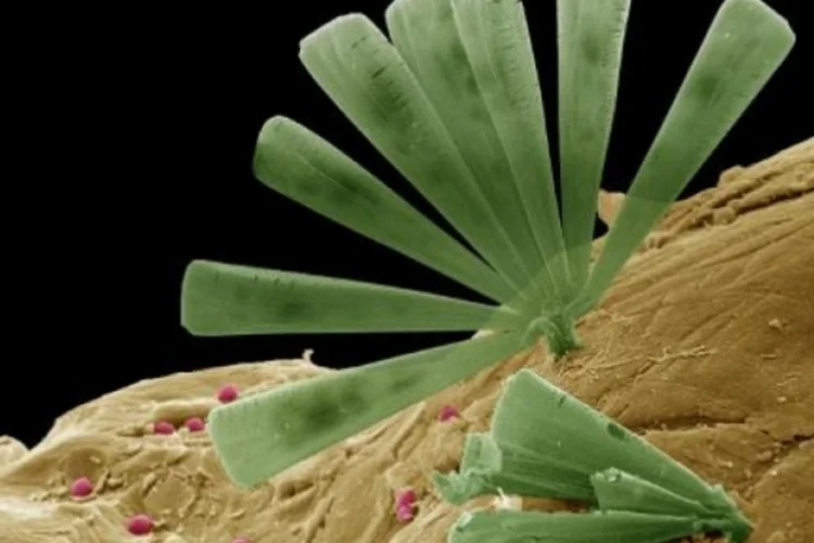 microorganismo