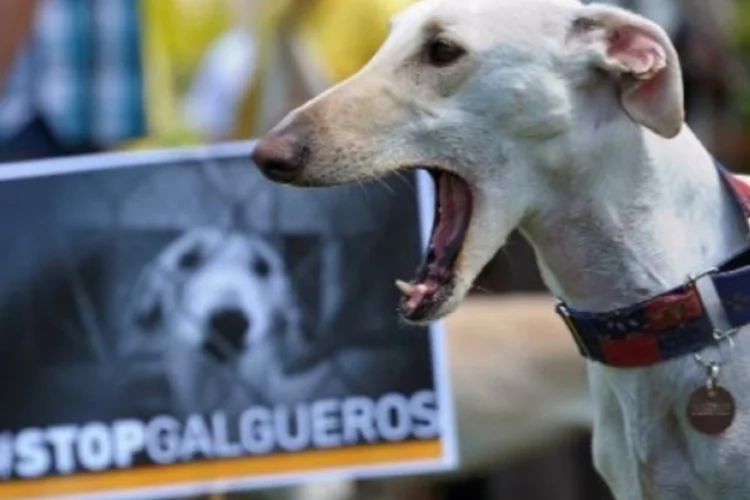 cão (©afp.com / Frederick Florin)
