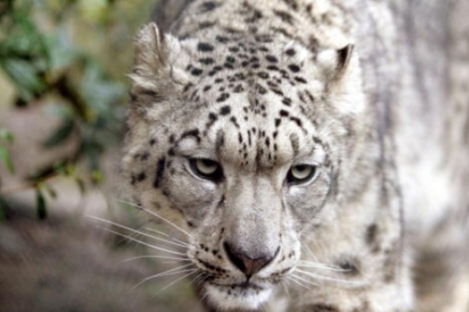 Grupo usa GPS para proteger leopardo das neves no Nepal