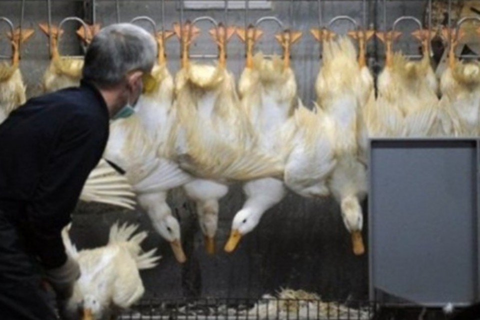 Pesquisadores chineses descobrem vírus da gripe aviária