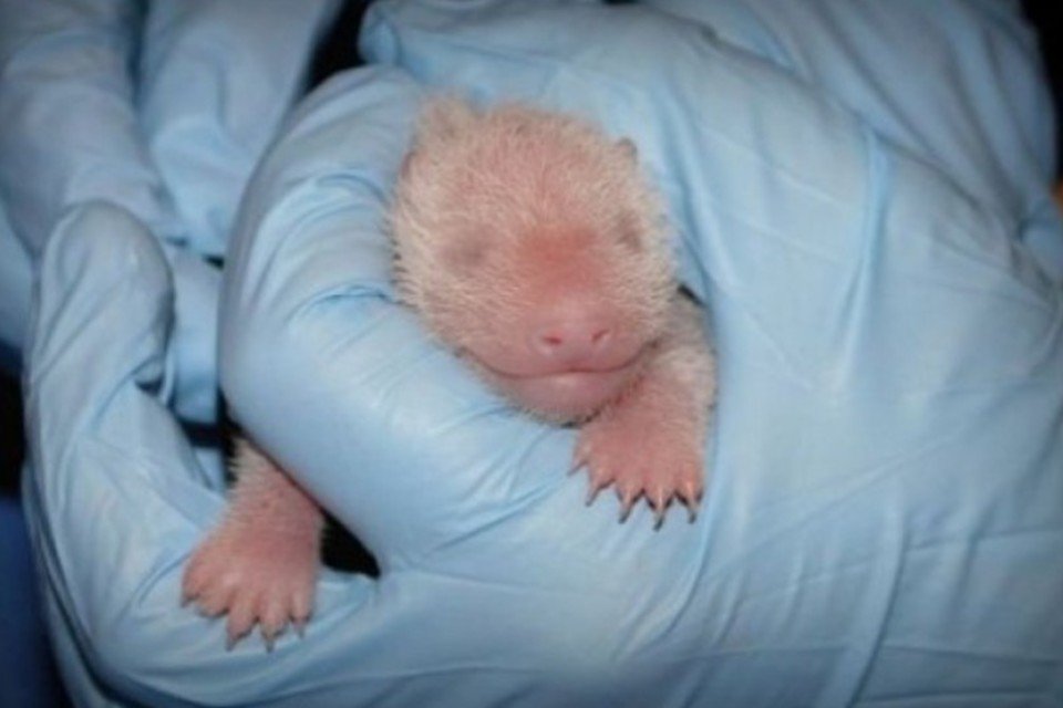 Zoológico de Washington revela sexo de bebê panda