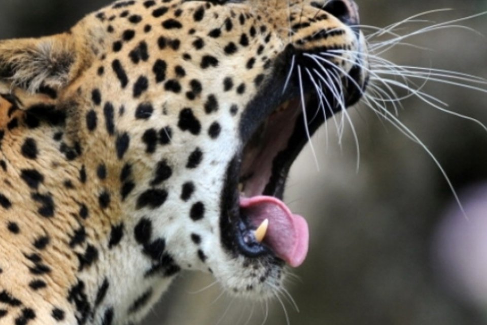 Leopardo causa pânico em cidade do norte da Índia