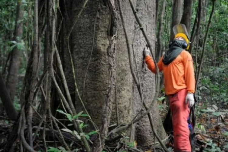 Manejo florestal (Arquivo/Agência Brasil)