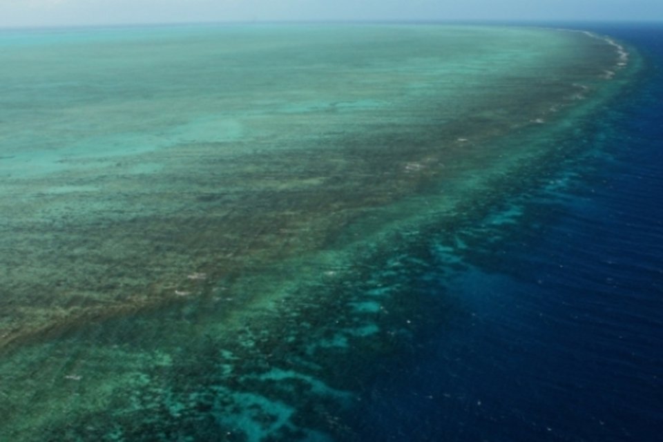 Cientistas descobrem que proteína em coral bloqueia vírus do HIV