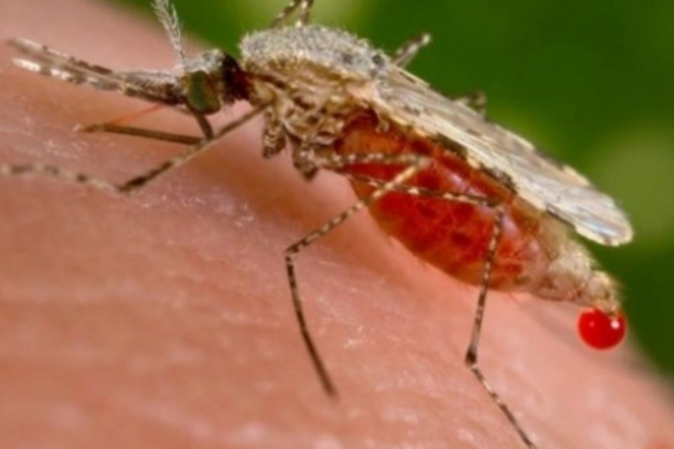 Franceses anunciam novo medicamento contra a malária