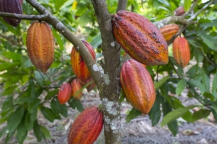 Fruto do cacau: maior controle da vassoura-de-bruxa possibilitou à Bahia voltar ao mercado externo de cacau (Getty Images)