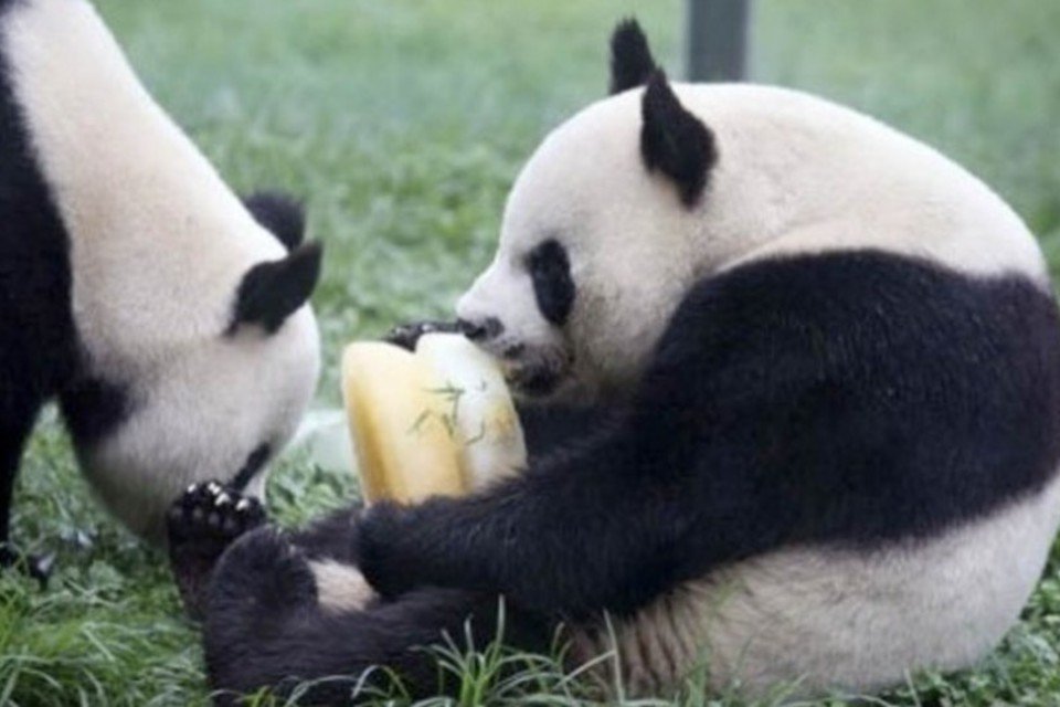 Canal na web sobre pandas estreia em agosto