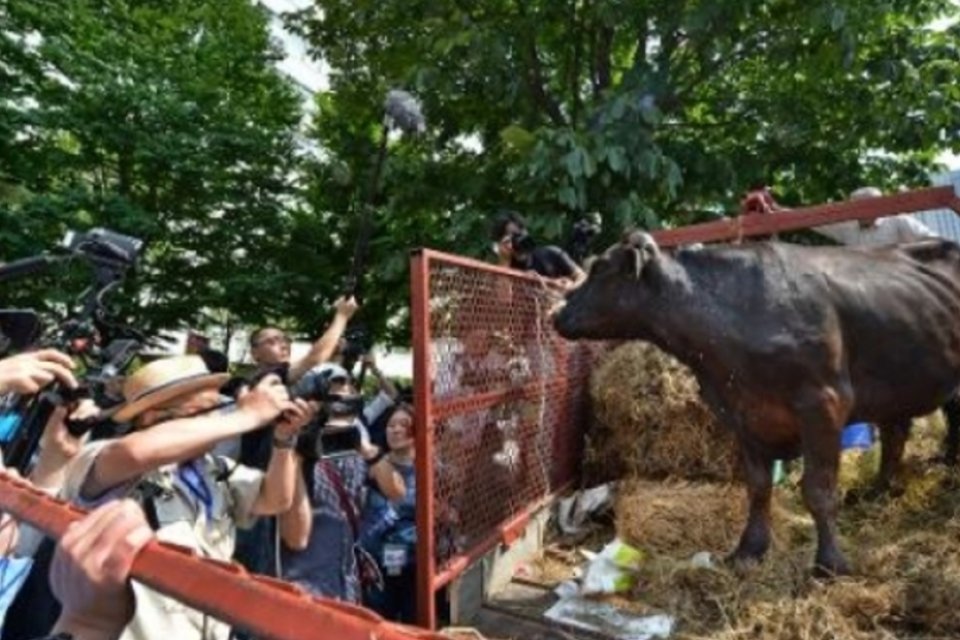 Agricultores querem que vaca de Fukushima seja examinada pelo governo
