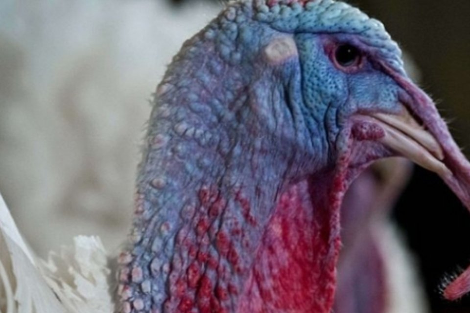 Alemanha vai abater mais perus após surtos de gripe aviária