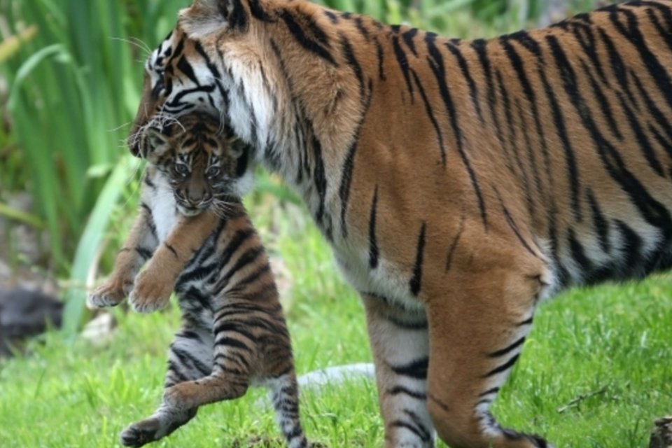 População de tigres cresce 30% na Índia