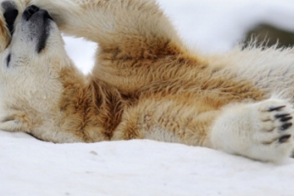 Desenvolvimento do Ártico afeta habitat dos ursos polares