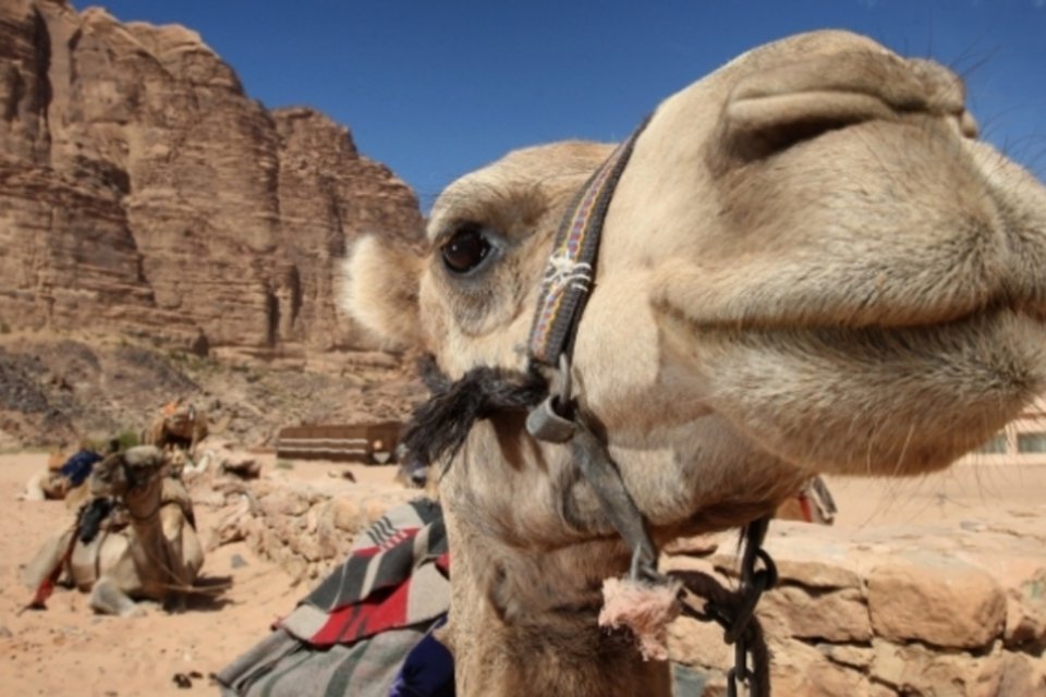 Coronavírus MERS pode ser transmitido por camelos, revela estudo