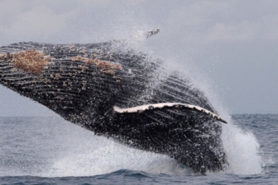 Ambientalistas denunciam matança de baleias na Antártida