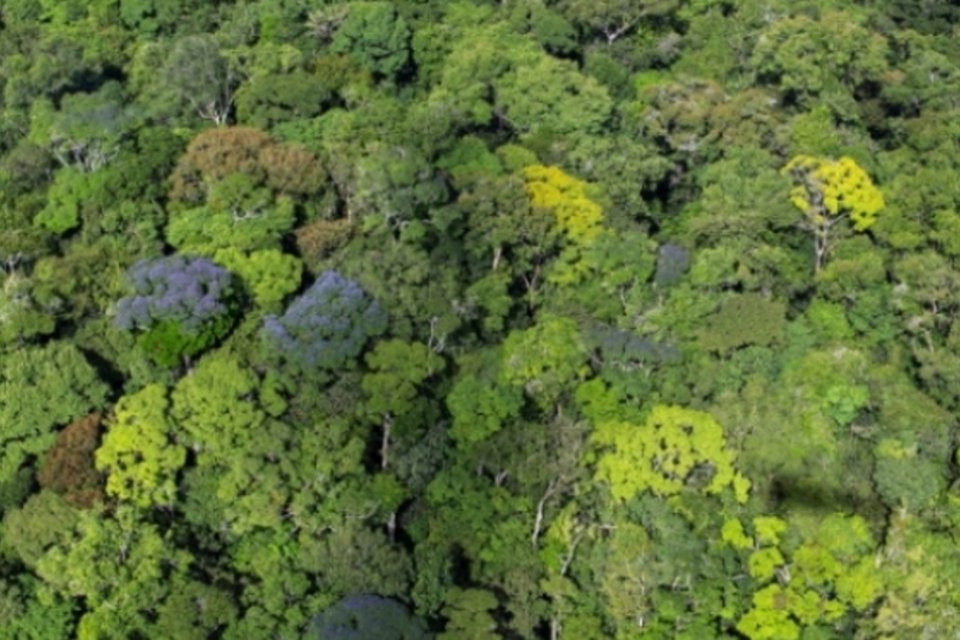 Bracelpa, Abraf e Abipa se unem para associação florestal