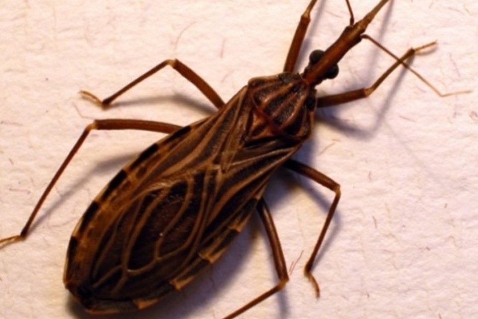 USP descobre substância que pode ser usada contra doença de Chagas