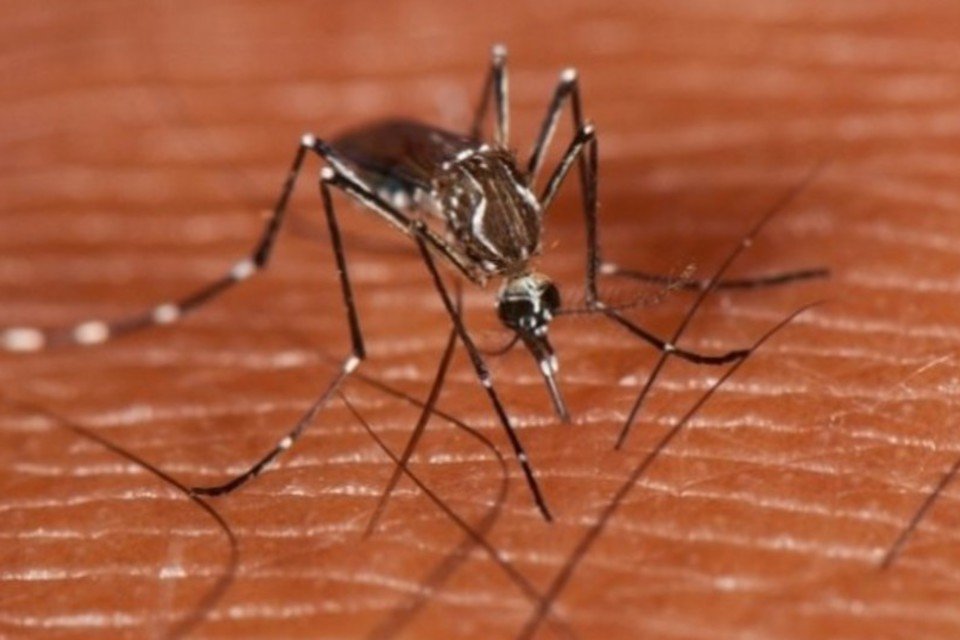 Brasil espera resultados de vacina contra a dengue para 2014
