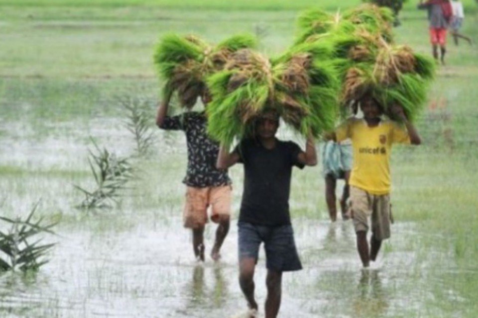 Cientistas desenvolvem arroz resistente à seca