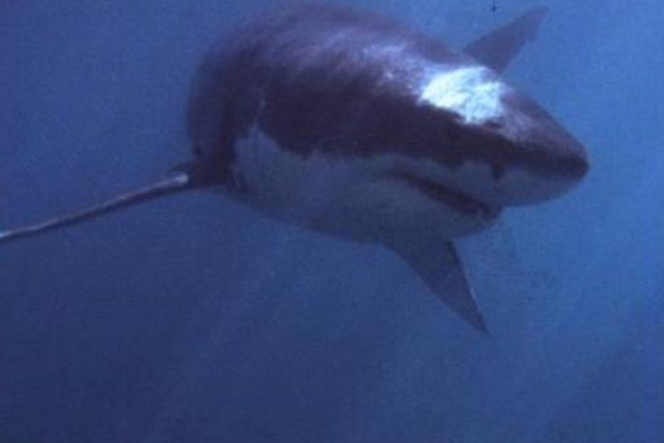 Estudo nega que tubarões sejam 'fósseis vivos'