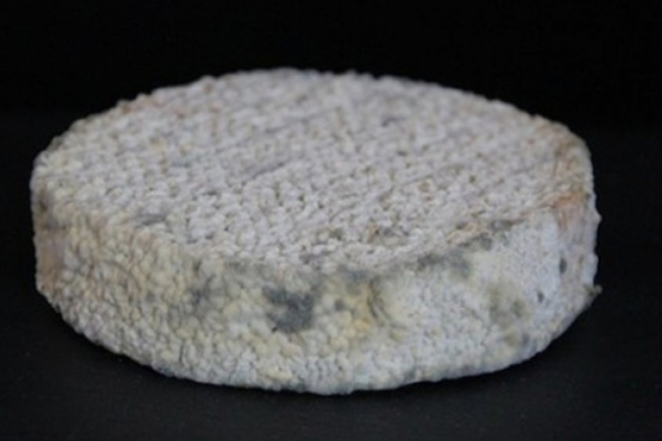 Cientistas criam queijo feito com bactérias dos pés e das axilas