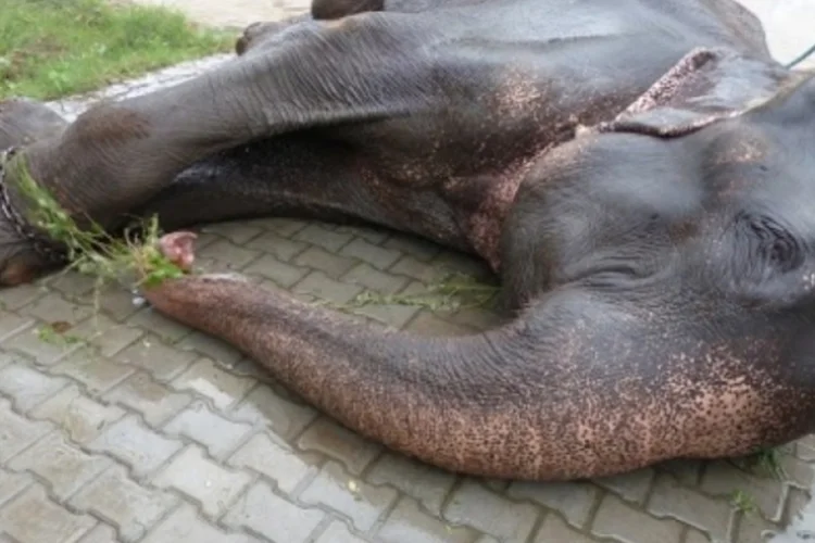 Raju preso (Divulgação/Wildlife SOS UK)