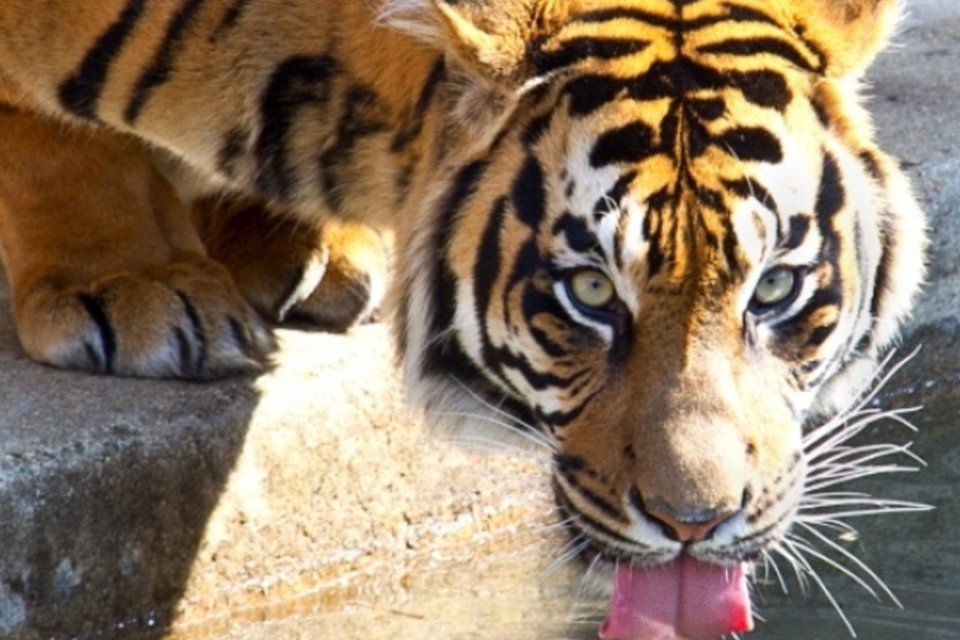Empresário chinês é condenado a 13 anos de prisão por comer três tigres