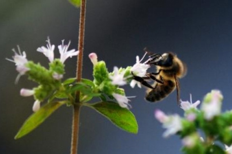 Polinização por abelhas em morangos produz frutos maiores